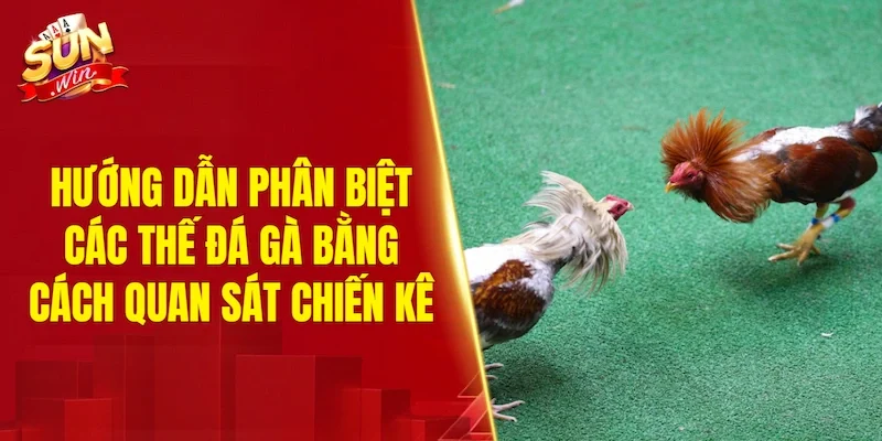 Hướng dẫn phân biệt các thế đá gà bằng cách quan sát chiến kê