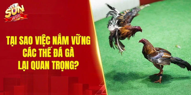Tại sao việc nắm vững các thế đá gà lại quan trọng?